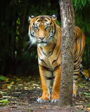 Das Bengal Tiger Wallpaper 128x160