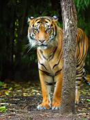 Fondo de pantalla Bengal Tiger 132x176