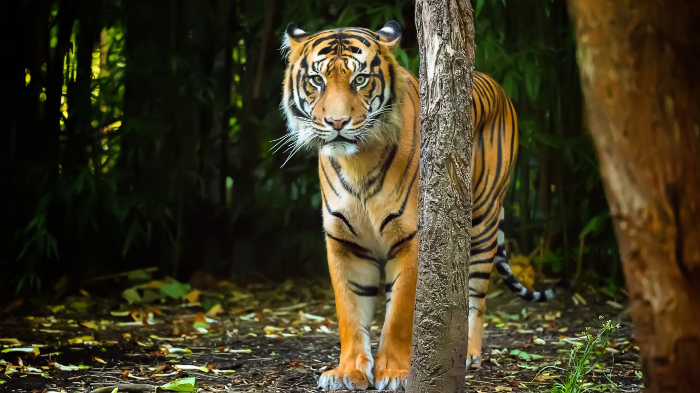 Sfondi Bengal Tiger 1366x768