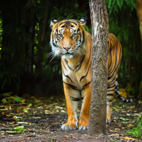 Sfondi Bengal Tiger 208x208