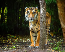 Обои Bengal Tiger 220x176