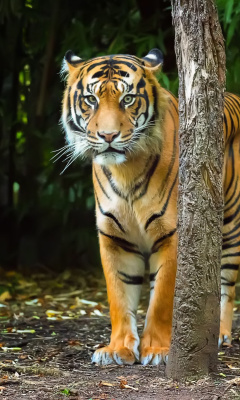 Fondo de pantalla Bengal Tiger 240x400