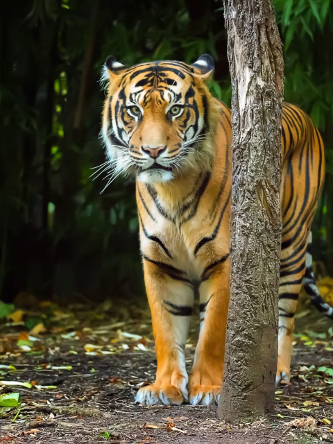 Fondo de pantalla Bengal Tiger 480x640