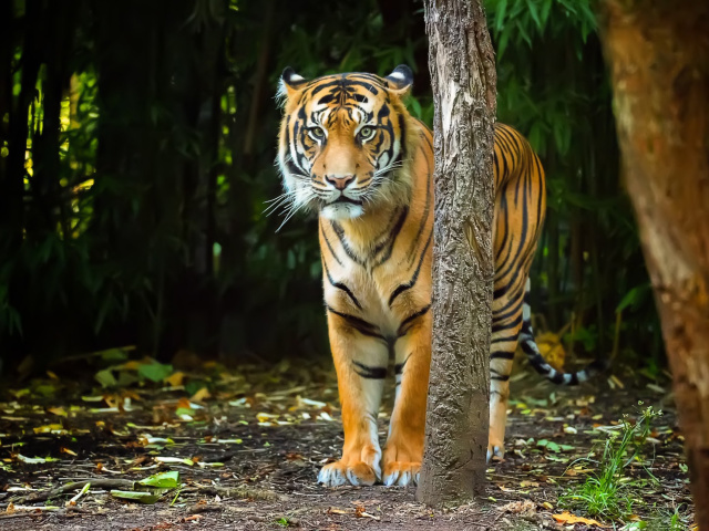 Fondo de pantalla Bengal Tiger 640x480