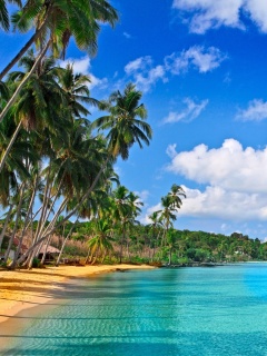 Fondo de pantalla Caribbean Beach 240x320