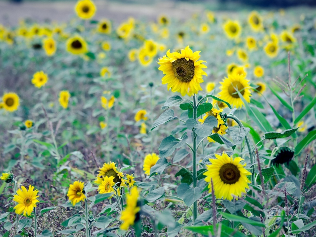 Screenshot №1 pro téma Sunflowers In Field 1024x768