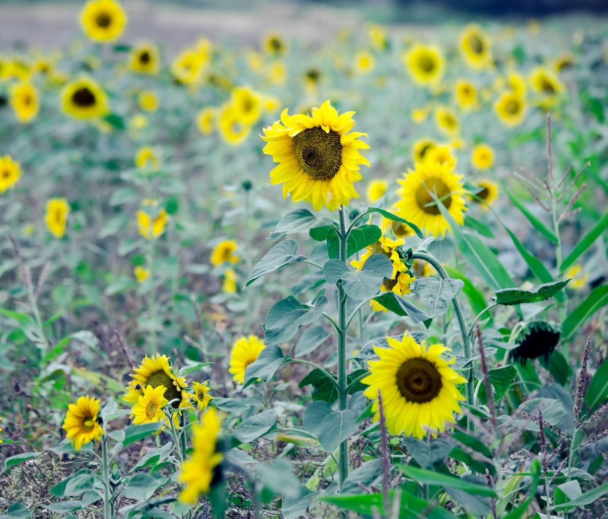 Обои Sunflowers In Field 1200x1024