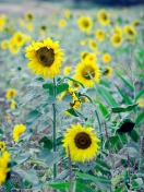 Das Sunflowers In Field Wallpaper 132x176