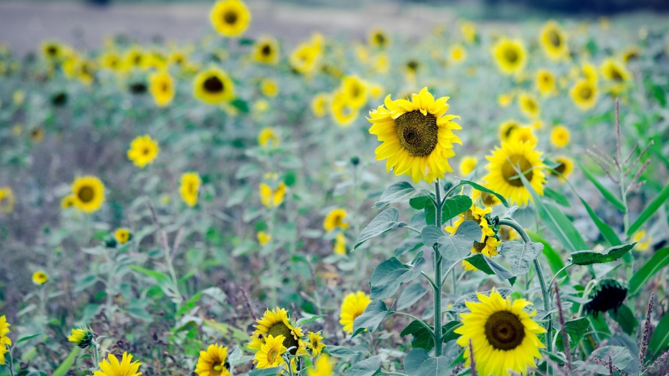 Das Sunflowers In Field Wallpaper 1366x768