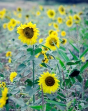 Sfondi Sunflowers In Field 176x220