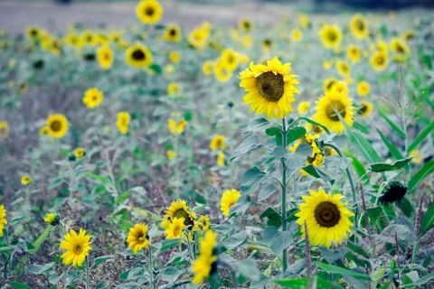 Screenshot №1 pro téma Sunflowers In Field 480x320