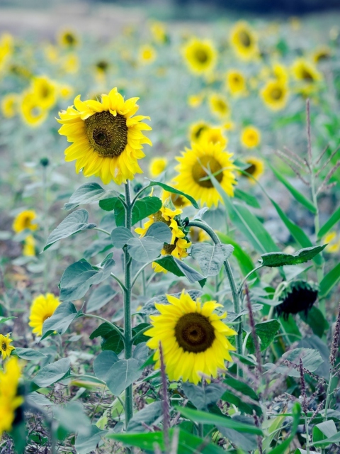 Sunflowers In Field wallpaper 480x640