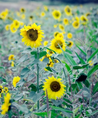 Sunflowers In Field - Obrázkek zdarma pro 128x160