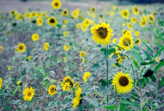 Sunflowers In Field Wallpaper for Android, iPhone and iPad