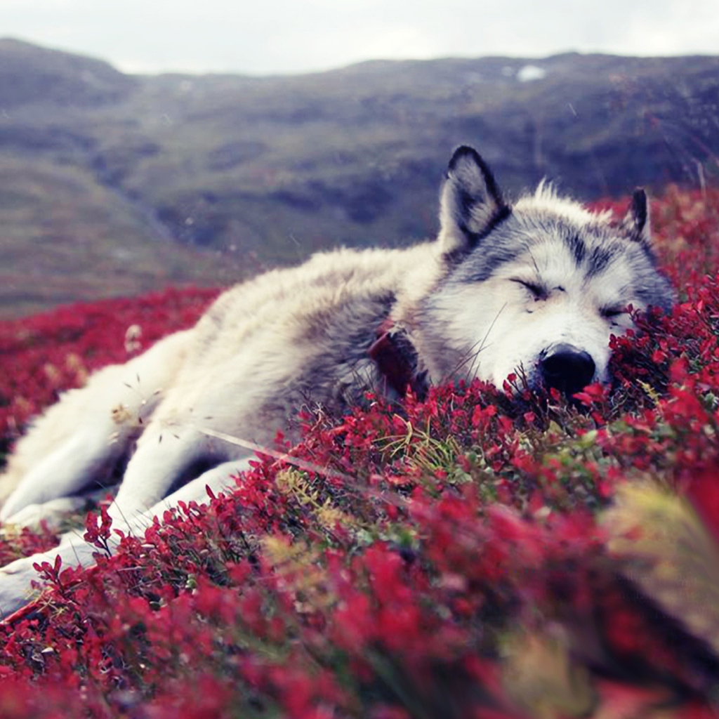 Das Wolf And Flowers Wallpaper 1024x1024