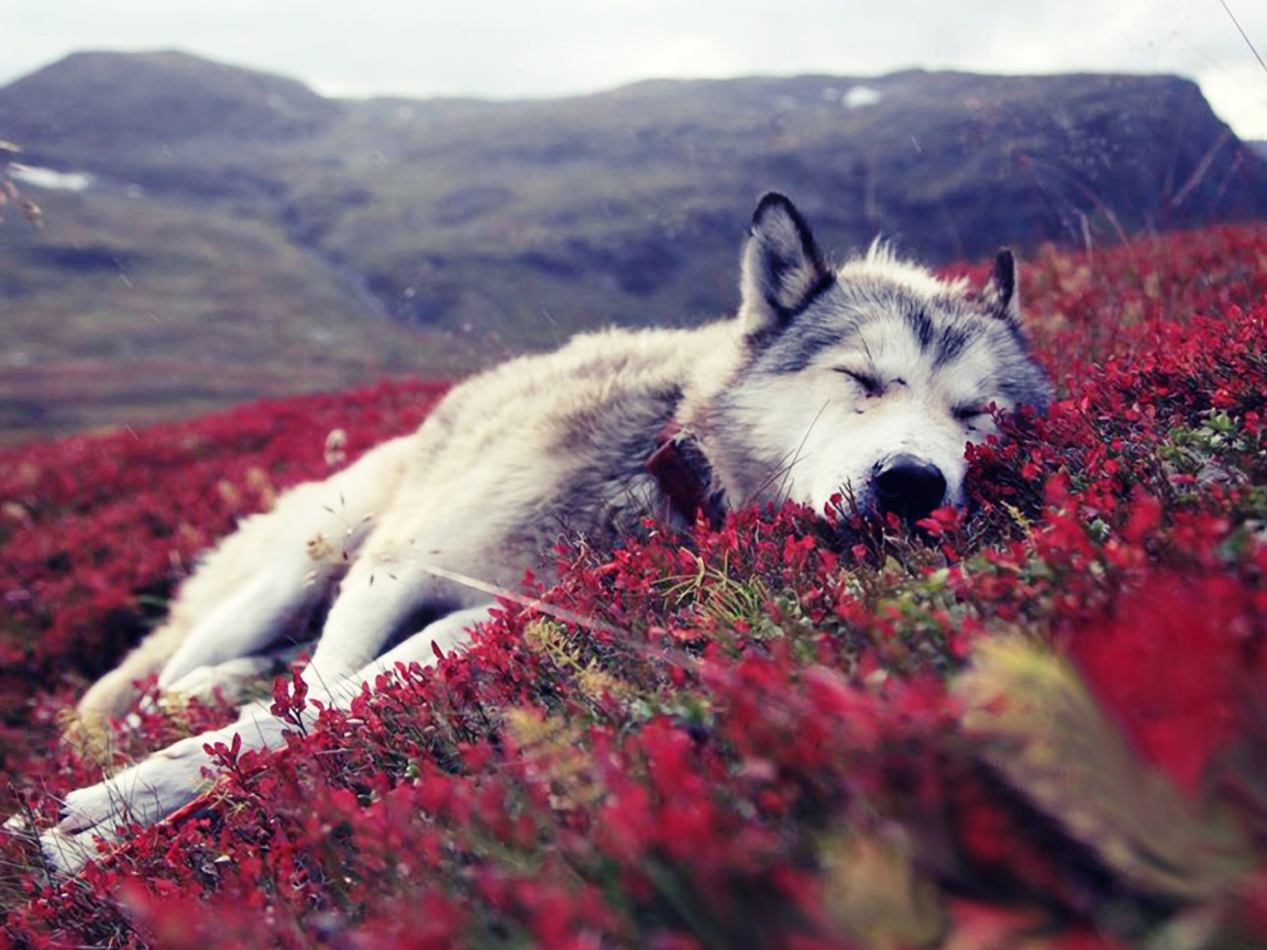 Обои Wolf And Flowers 1152x864
