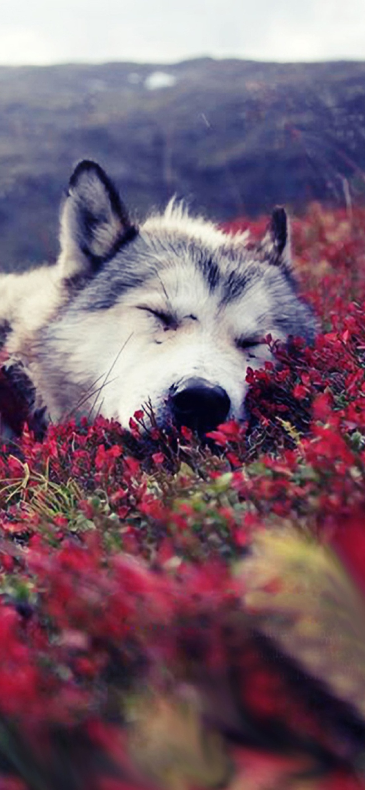 Screenshot №1 pro téma Wolf And Flowers 1170x2532