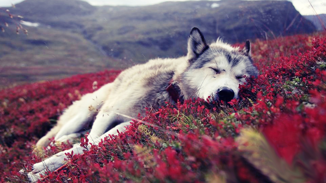 Обои Wolf And Flowers 1366x768