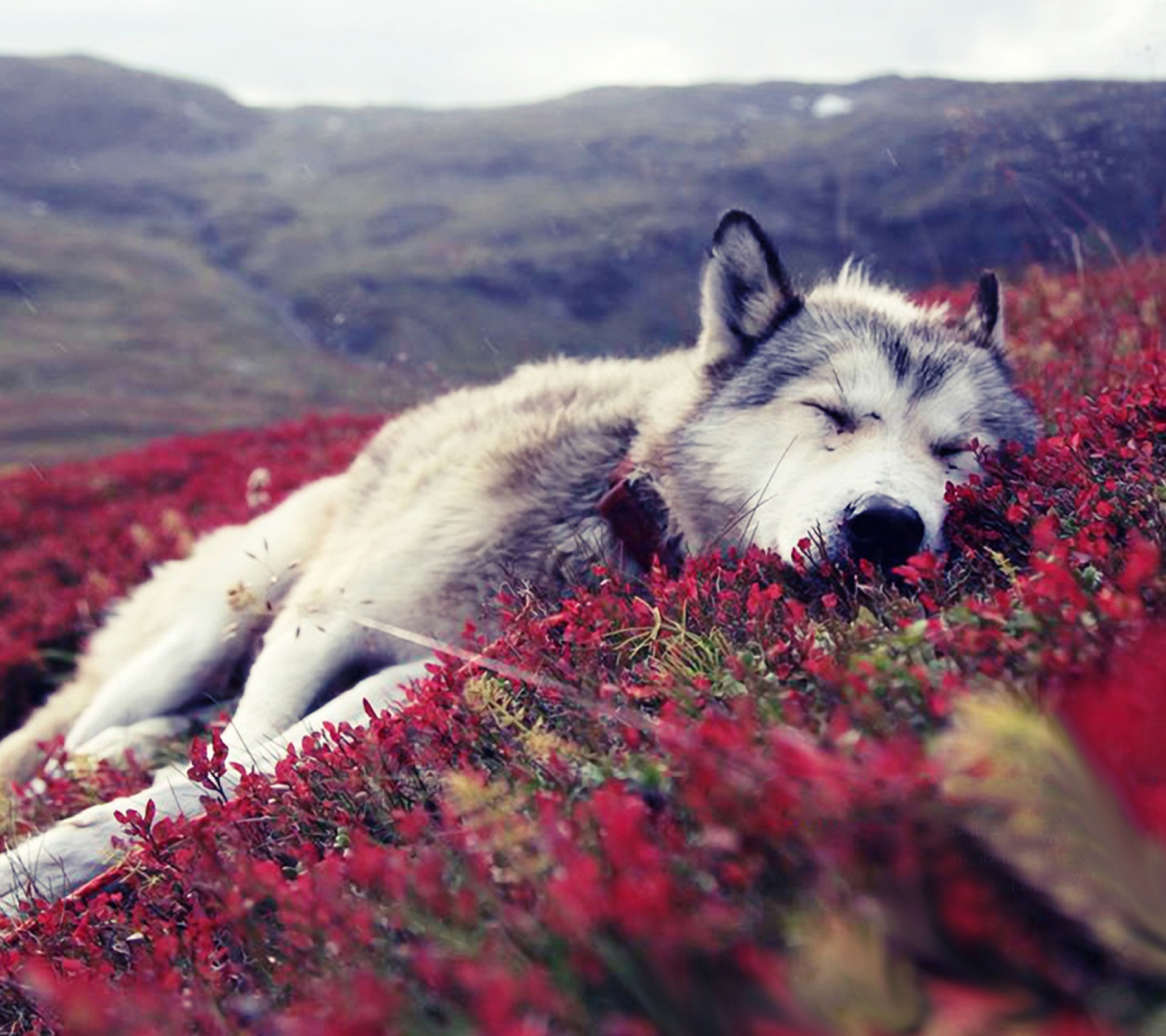 Das Wolf And Flowers Wallpaper 1440x1280