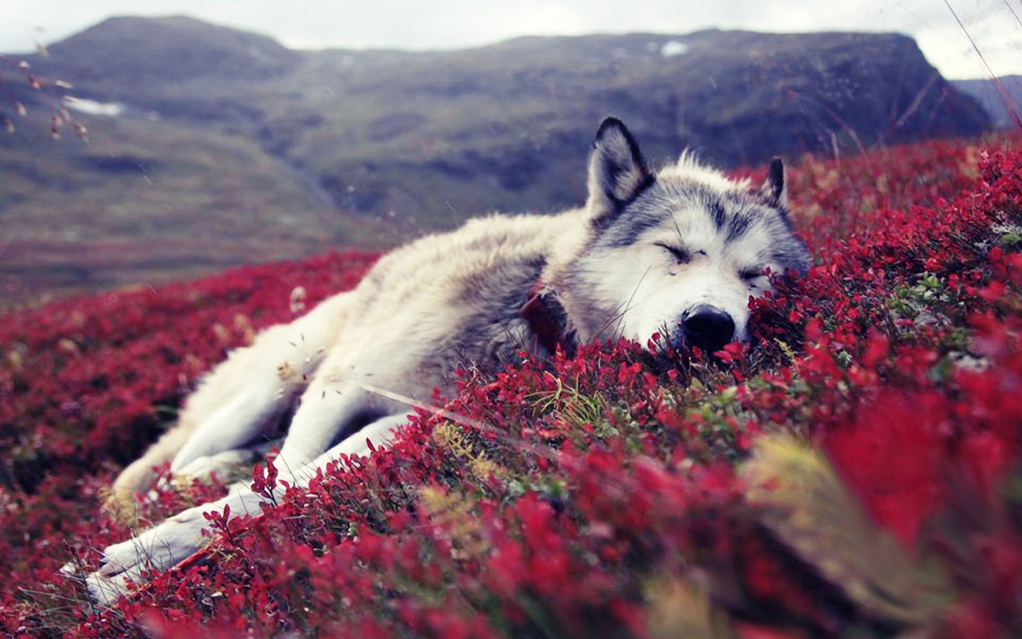 Screenshot №1 pro téma Wolf And Flowers 1440x900