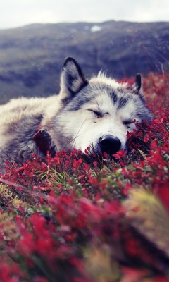 Das Wolf And Flowers Wallpaper 240x400