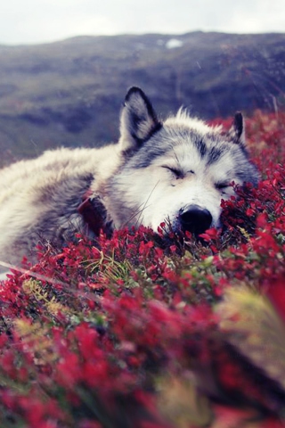 Wolf And Flowers wallpaper 320x480