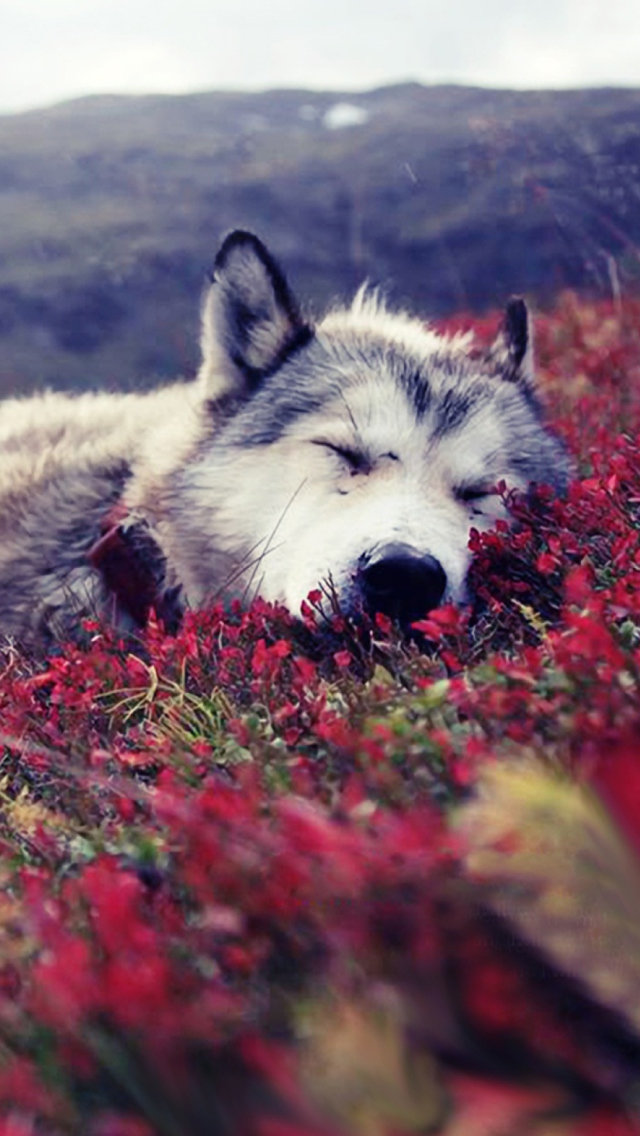 Das Wolf And Flowers Wallpaper 640x1136