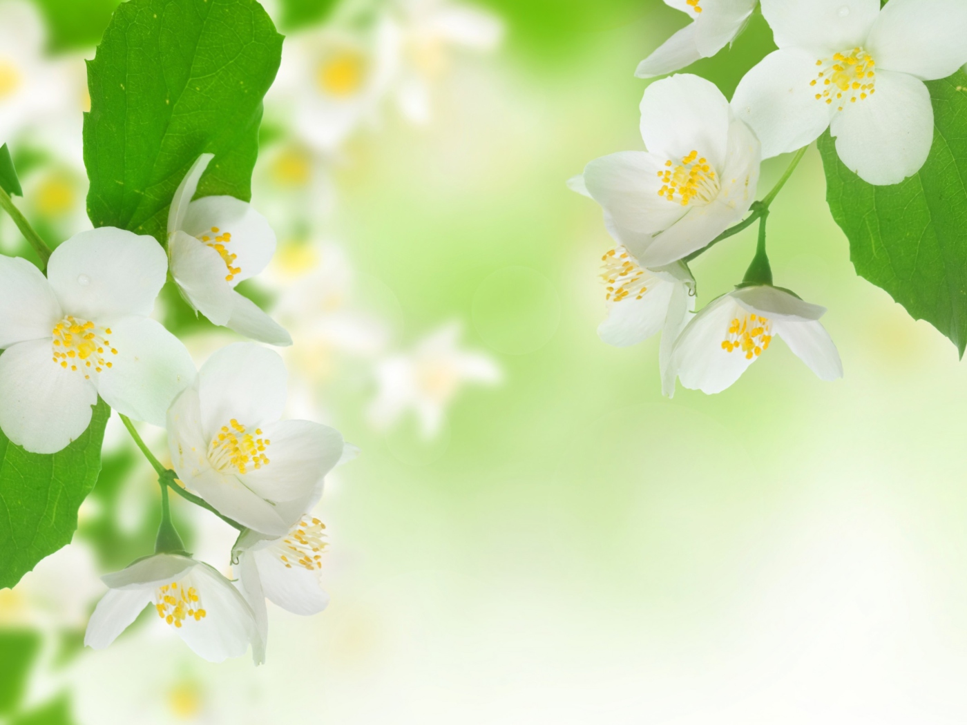 Fondo de pantalla Jasmine Blossom 1400x1050