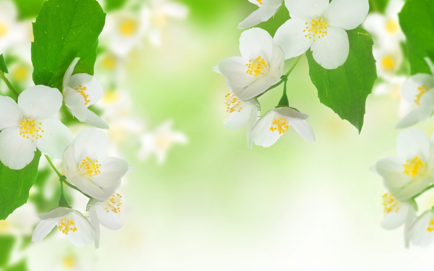 Обои Jasmine Blossom 1440x900