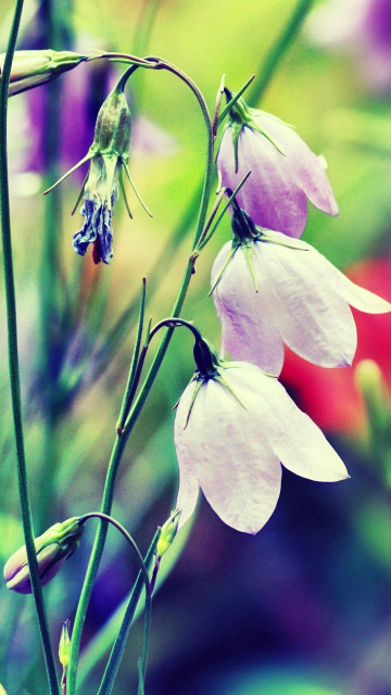 Screenshot №1 pro téma Blue or White Bell Flowers 360x640
