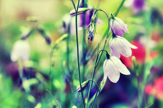 Blue or White Bell Flowers sfondi gratuiti per cellulari Android, iPhone, iPad e desktop