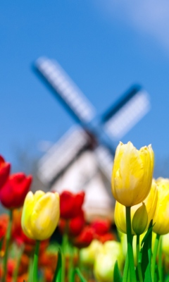 Yellow And Red Tulips wallpaper 240x400