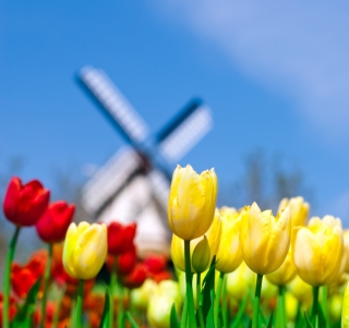 Yellow And Red Tulips - Obrázkek zdarma pro 1024x1024