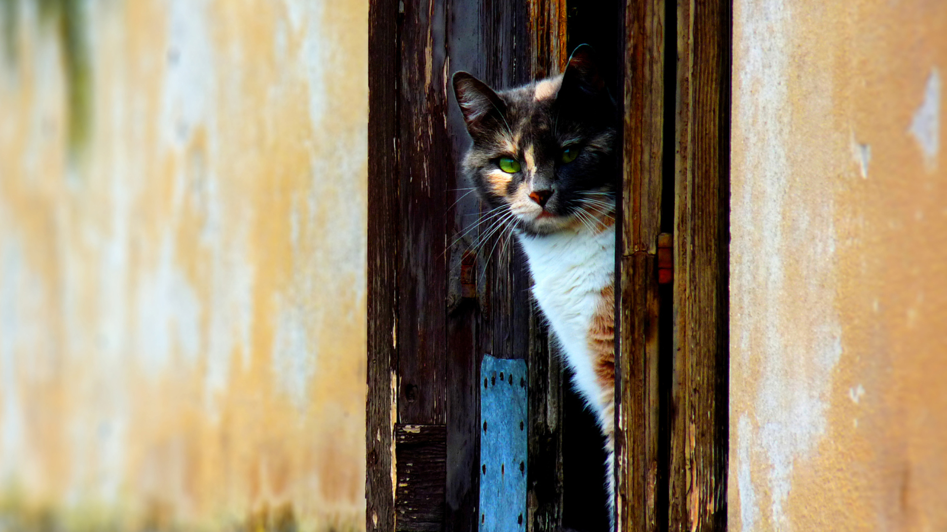 Venetian Cat screenshot #1 1920x1080