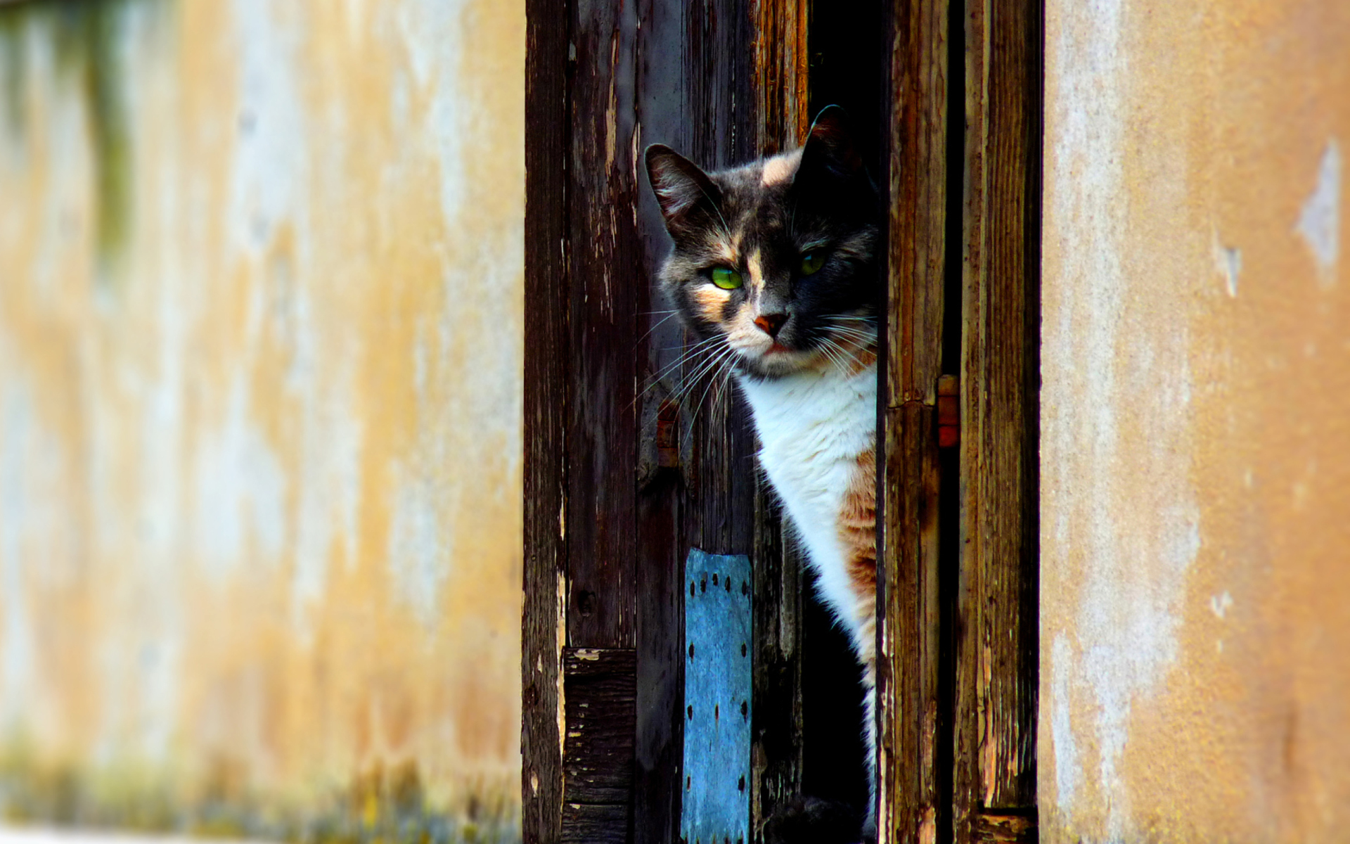 Venetian Cat screenshot #1 1920x1200