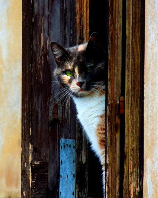 Venetian Cat - Obrázkek zdarma pro 176x220