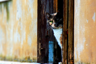 Venetian Cat - Obrázkek zdarma pro Samsung Galaxy Tab 3 10.1