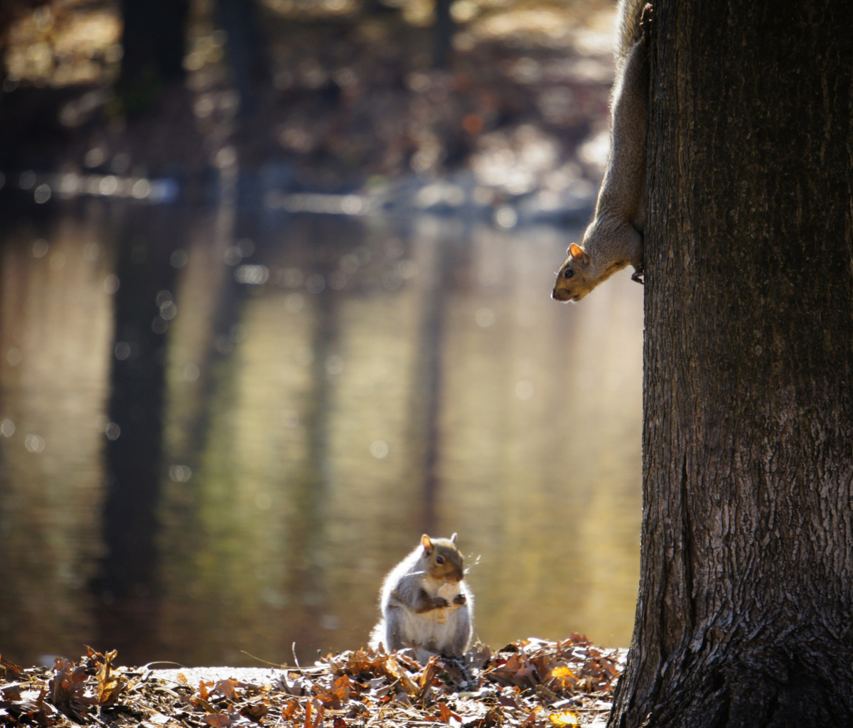 Sfondi Squirrel At Lake 1200x1024