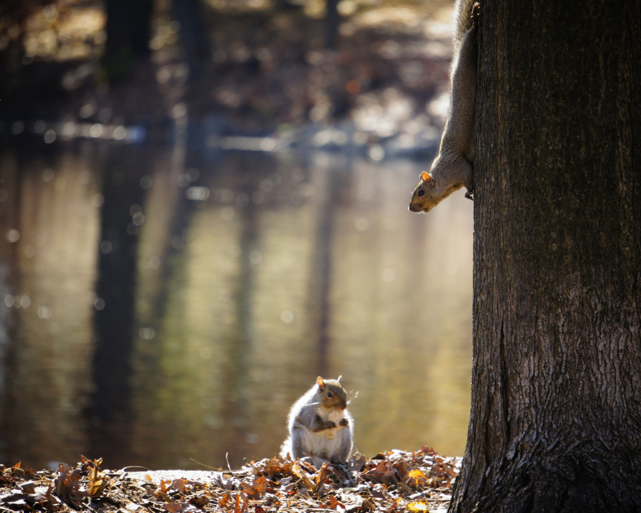 Screenshot №1 pro téma Squirrel At Lake 1280x1024