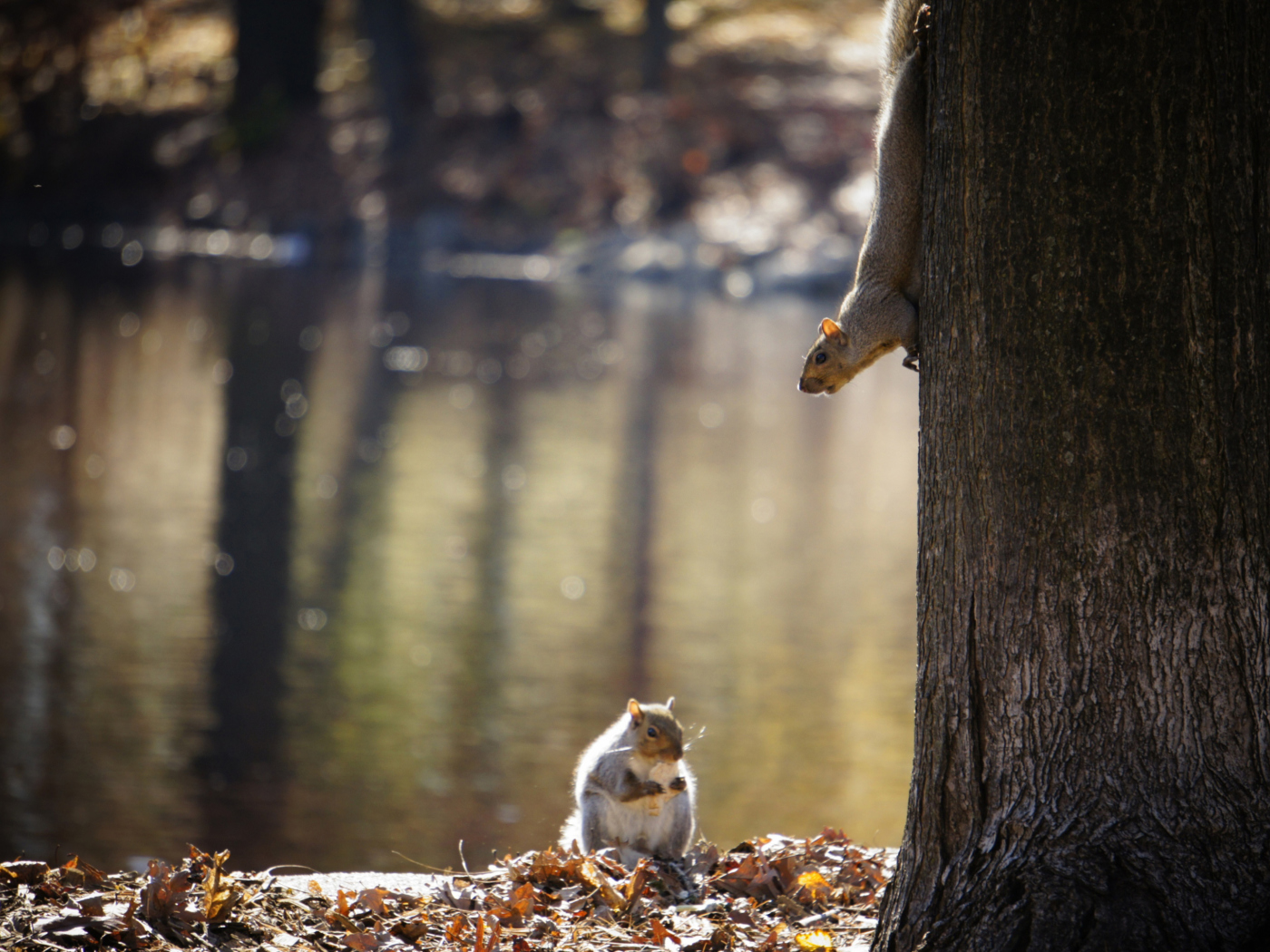 Fondo de pantalla Squirrel At Lake 1400x1050