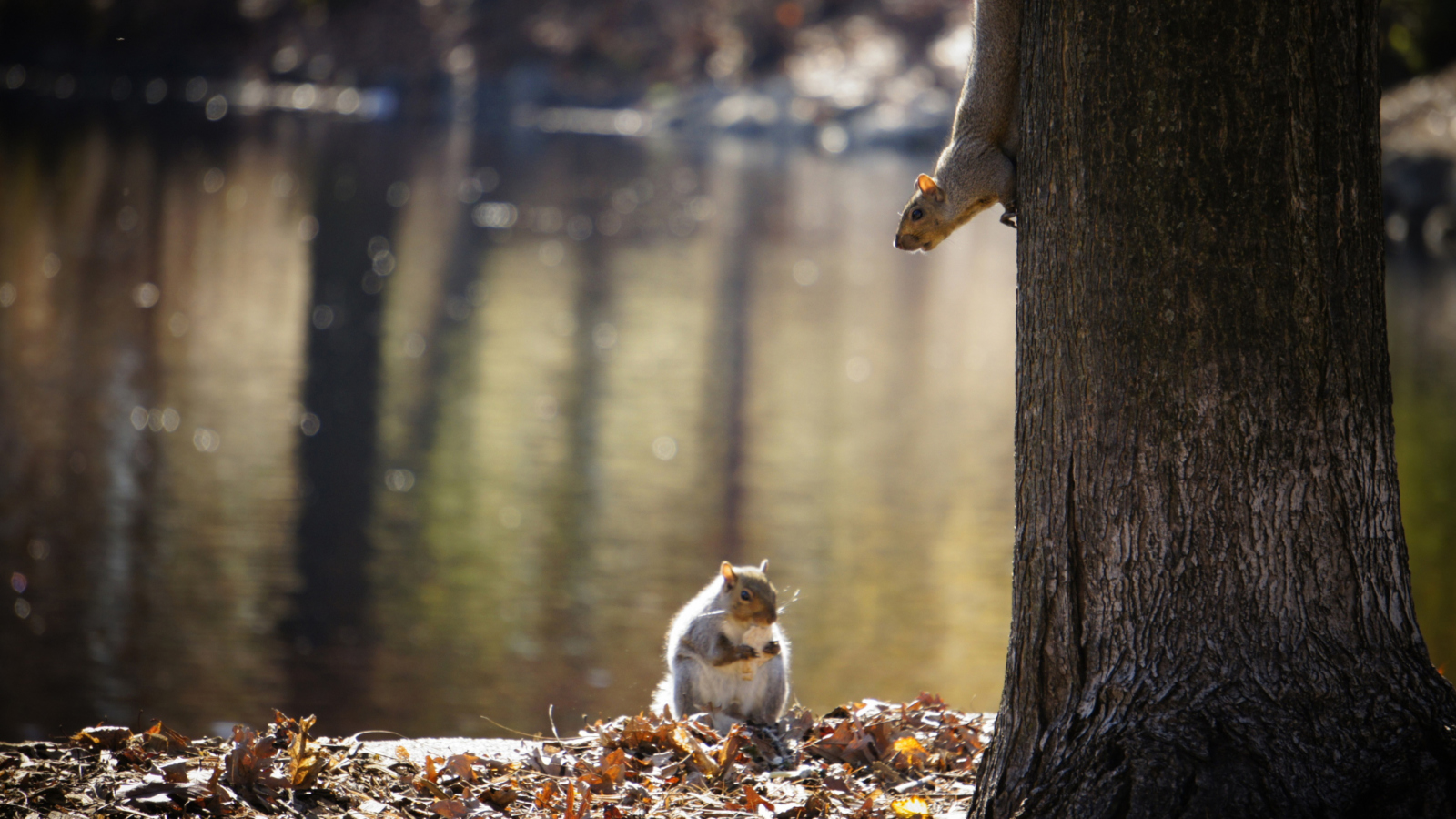 Screenshot №1 pro téma Squirrel At Lake 1600x900