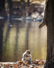 Обои Squirrel At Lake 176x220