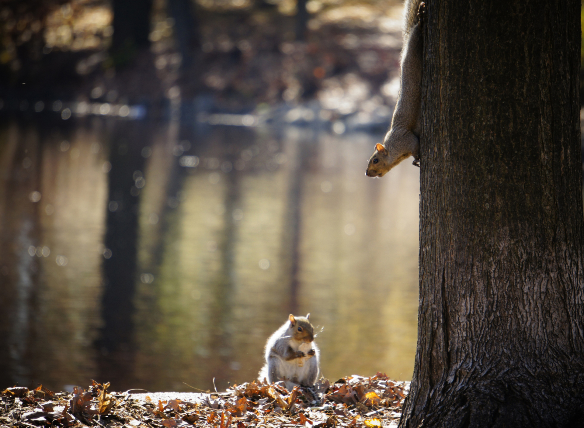 Screenshot №1 pro téma Squirrel At Lake 1920x1408