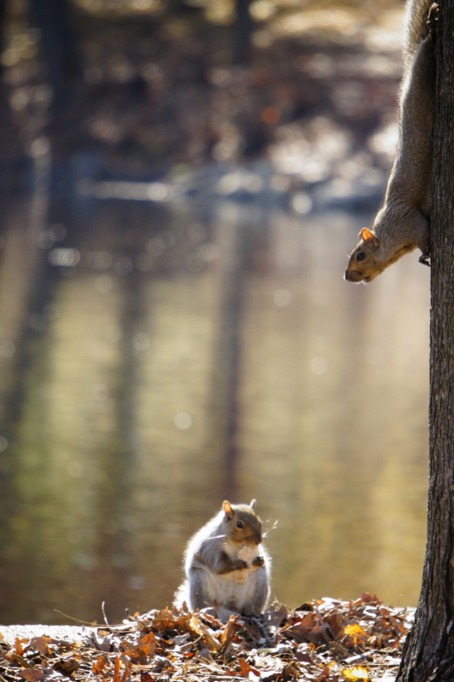 Das Squirrel At Lake Wallpaper 640x960