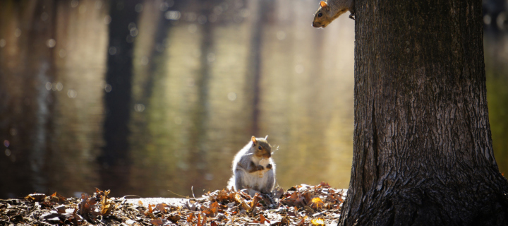 Squirrel At Lake screenshot #1 720x320