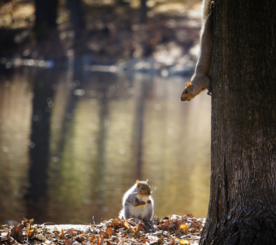 Fondo de pantalla Squirrel At Lake 960x854