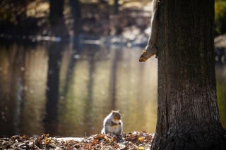 Squirrel At Lake - Obrázkek zdarma pro 1440x1280