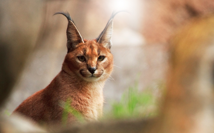 Das Lynx Close Up Wallpaper