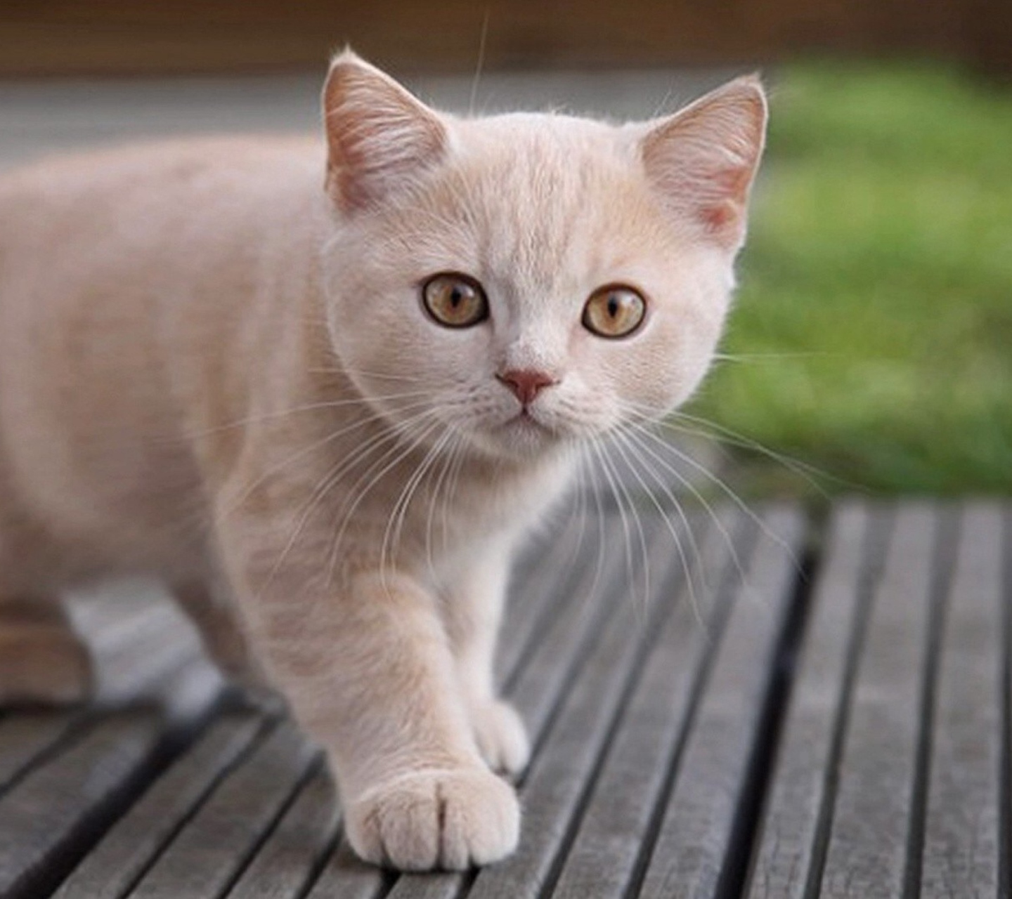 Cute Light Brown Cat screenshot #1 1440x1280