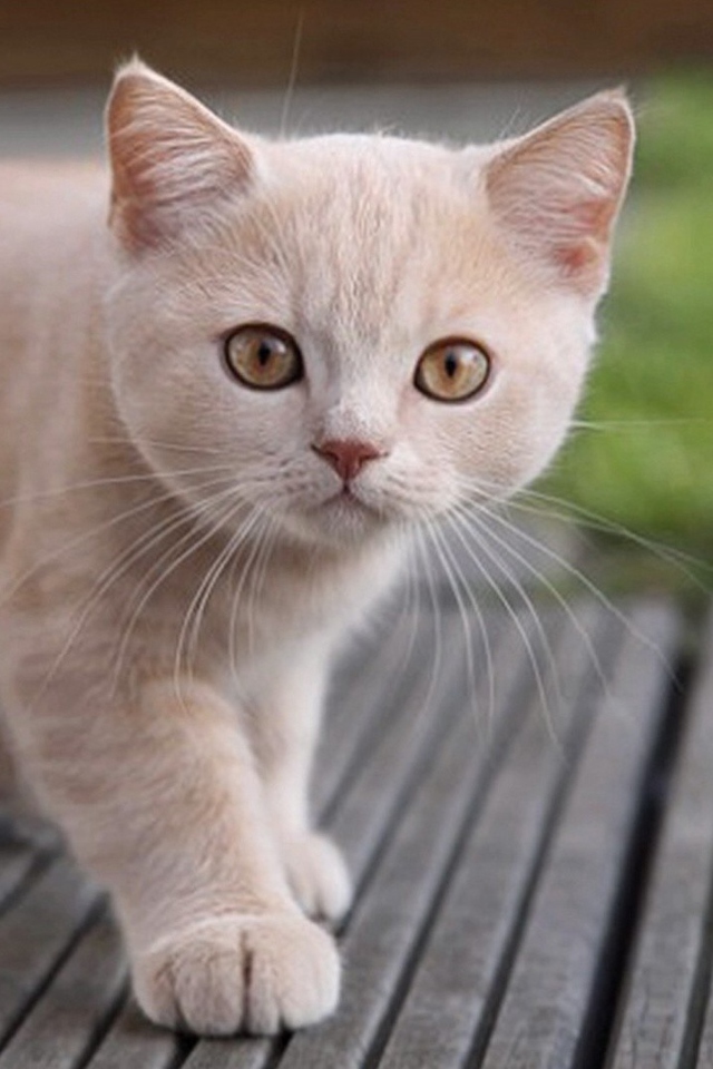 Fondo de pantalla Cute Light Brown Cat 640x960